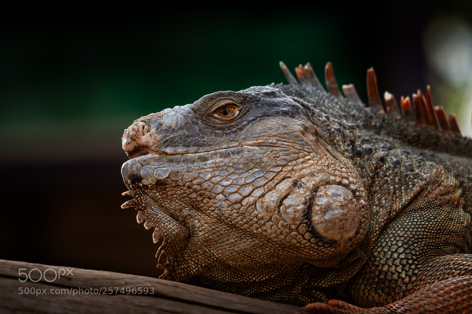 Nikon D7100 sample photo. Iguana closeup photography