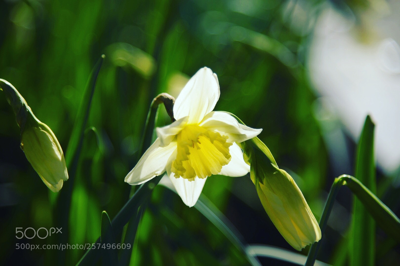 Nikon D750 sample photo. Rest in sunlight photography