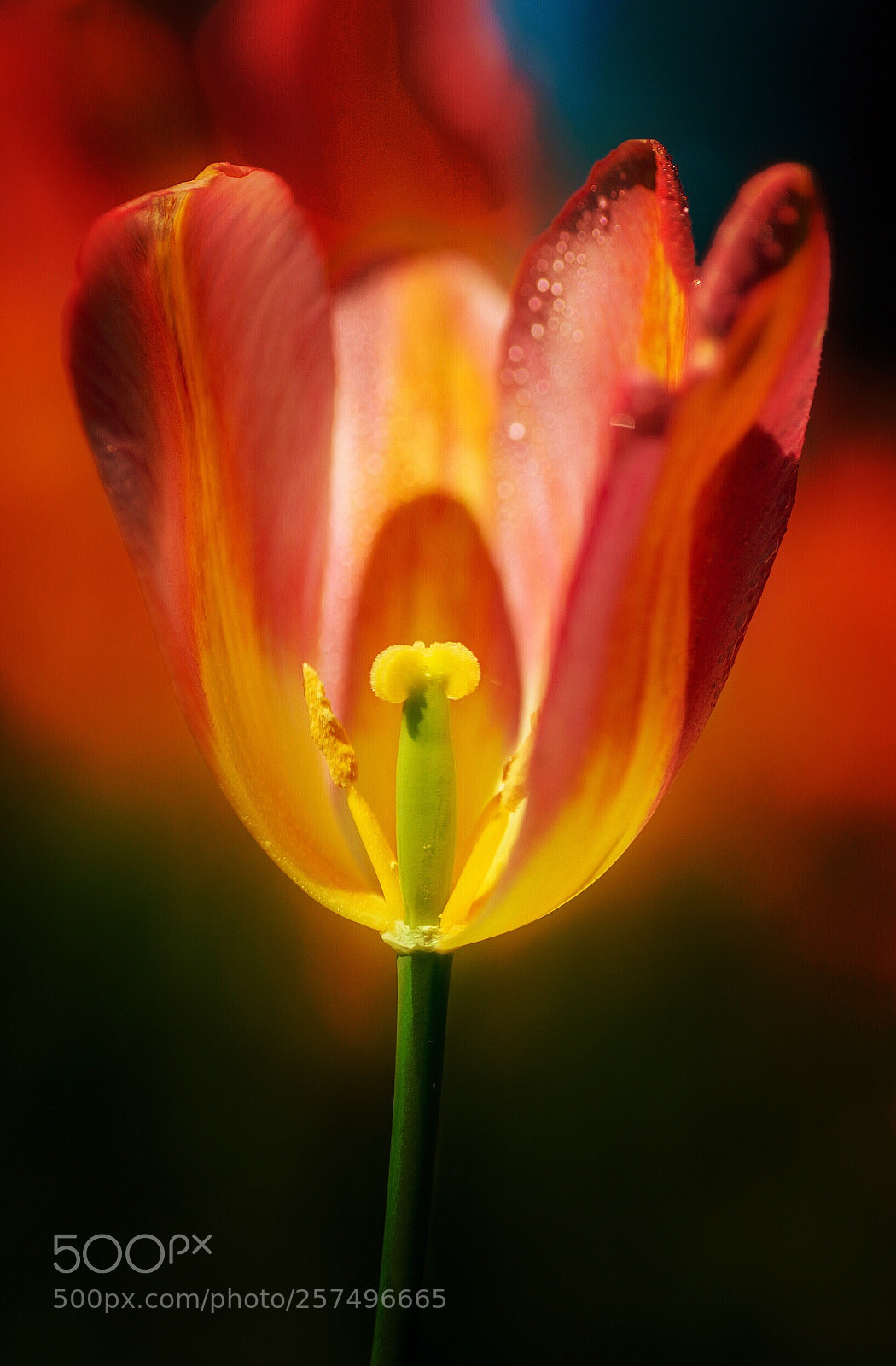 Nikon D800E sample photo. Exposed photography