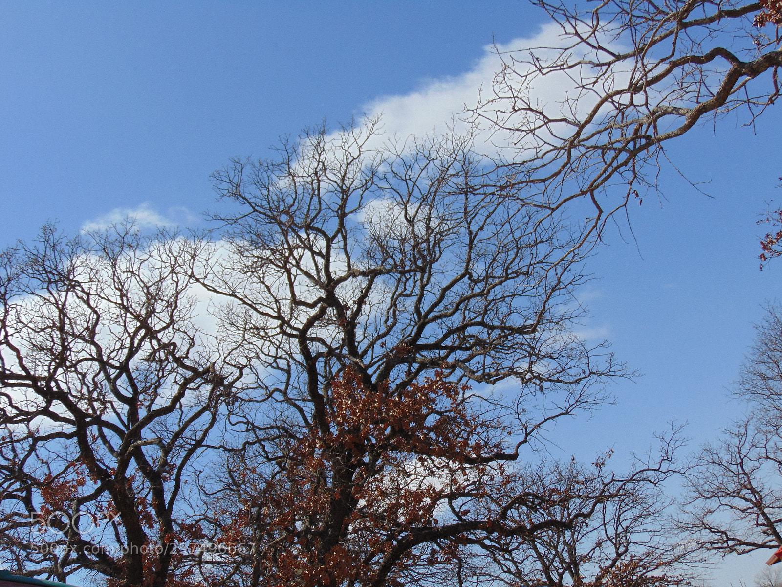 Sony Cyber-shot DSC-H300 sample photo. Dsc photography