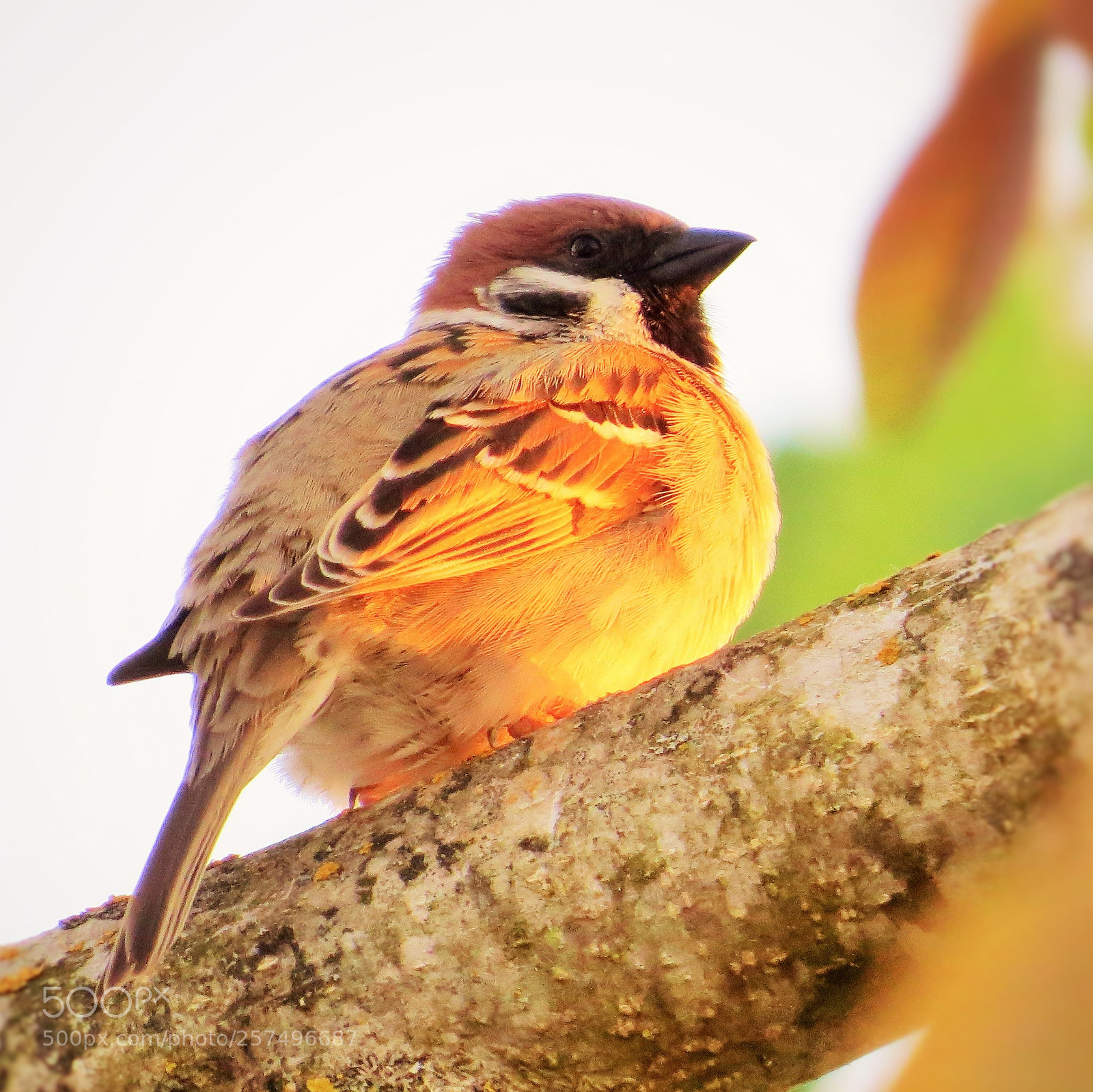 Canon PowerShot SX50 HS sample photo. Sparrow at sunset () photography