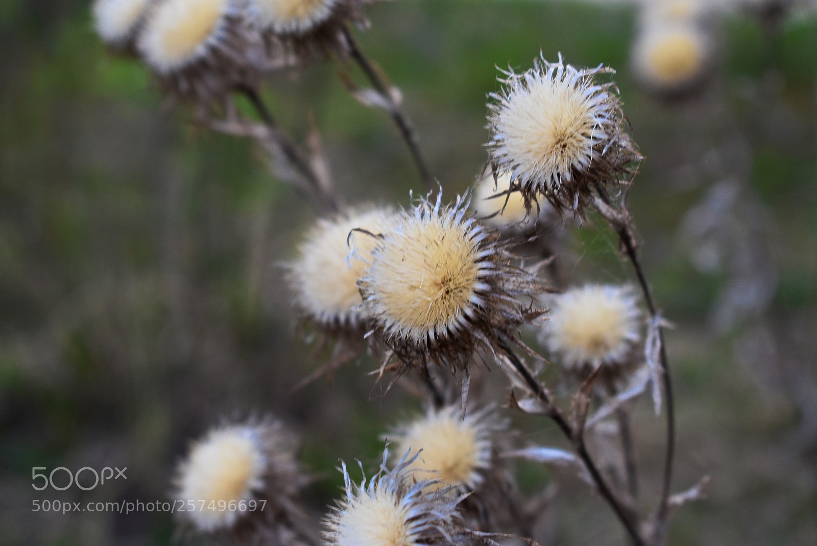 Nikon D3400 sample photo. Пушистые головки photography