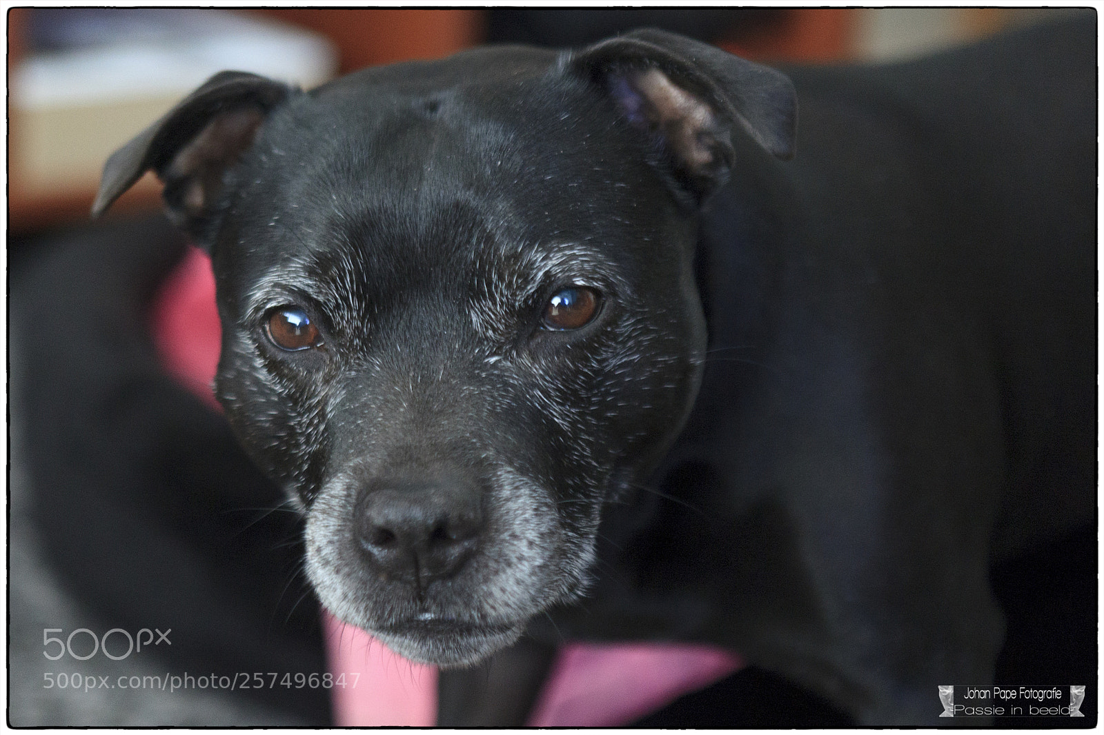 Canon EOS 5D Mark II sample photo. Sillybilly black turning grey photography