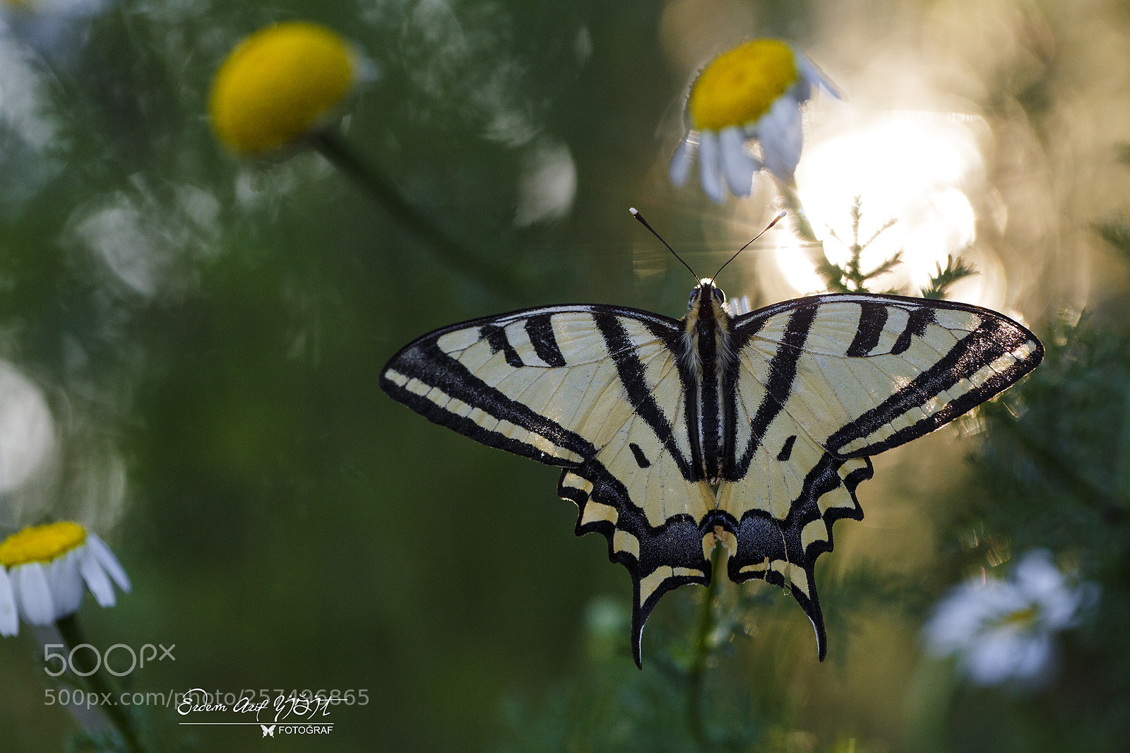 Canon EOS 6D sample photo. Papilio machaon photography