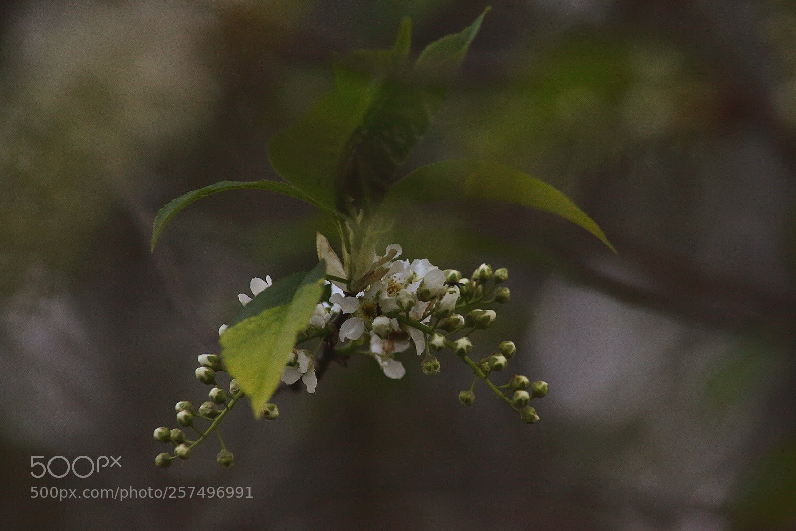 Canon EOS 5D Mark II sample photo. Pearls of wisdom photography
