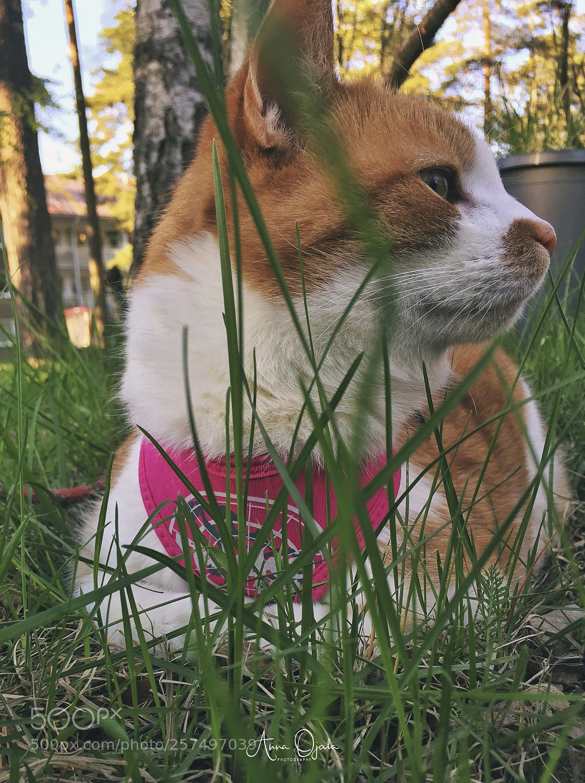 Apple iPhone 6 sample photo. Cat enjoy outdoor summer photography