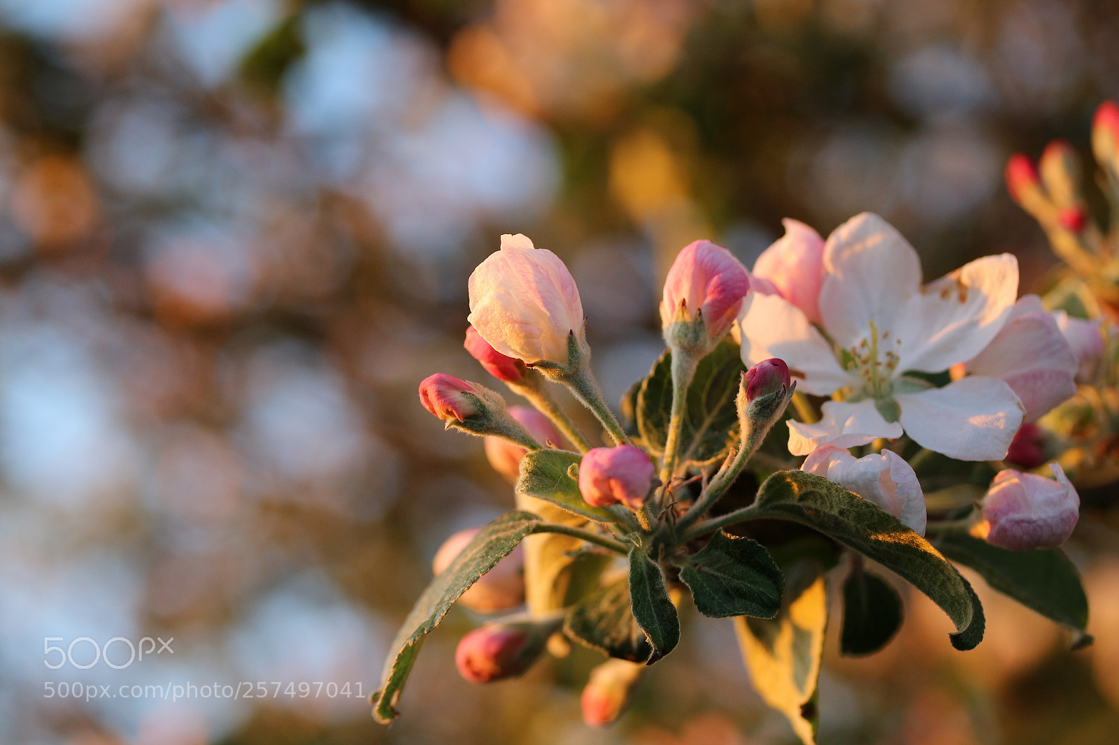 Canon EOS 700D (EOS Rebel T5i / EOS Kiss X7i) sample photo. Apple tree in bloom 03 photography