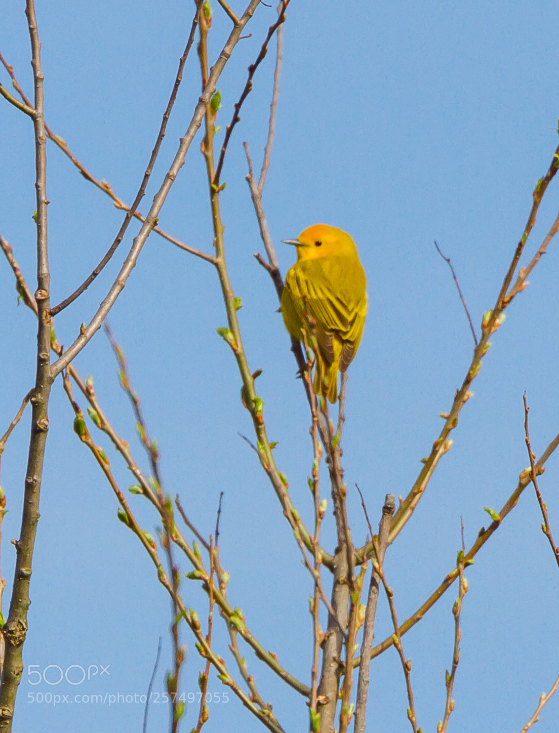 Canon EOS 7D sample photo. Yellow warbler at rest photography