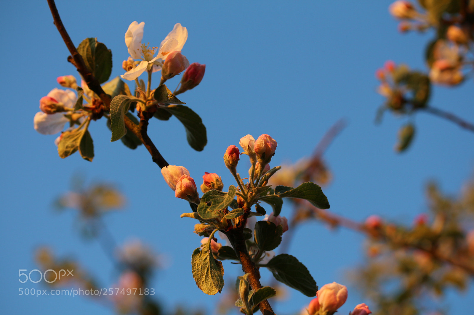 Canon EF-S 60mm F2.8 Macro USM sample photo. Apple tree in bloom 04 photography