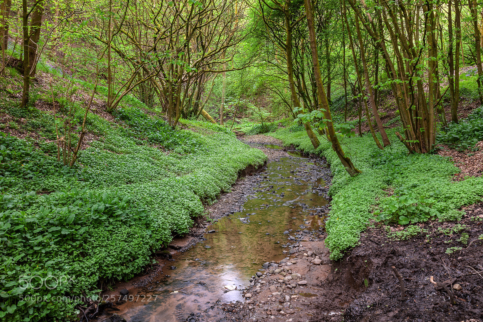 Canon EOS 5D Mark II sample photo. Stream through wood photography