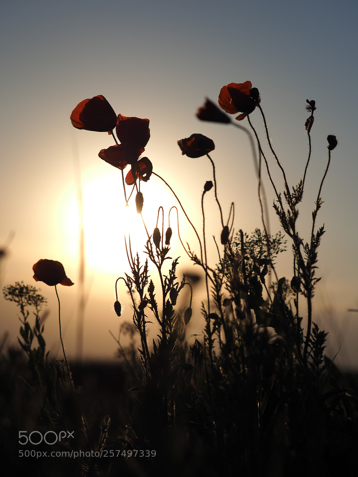 Olympus OM-D E-M1 Mark II sample photo. Sunny poppy photography