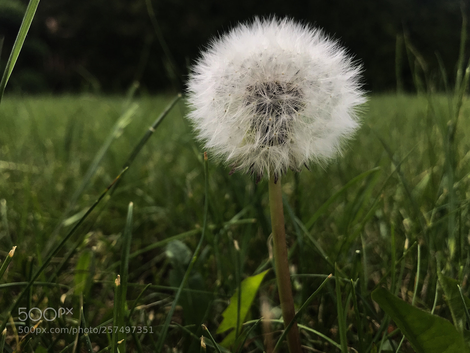 Apple iPhone 7 sample photo. Untitled photography