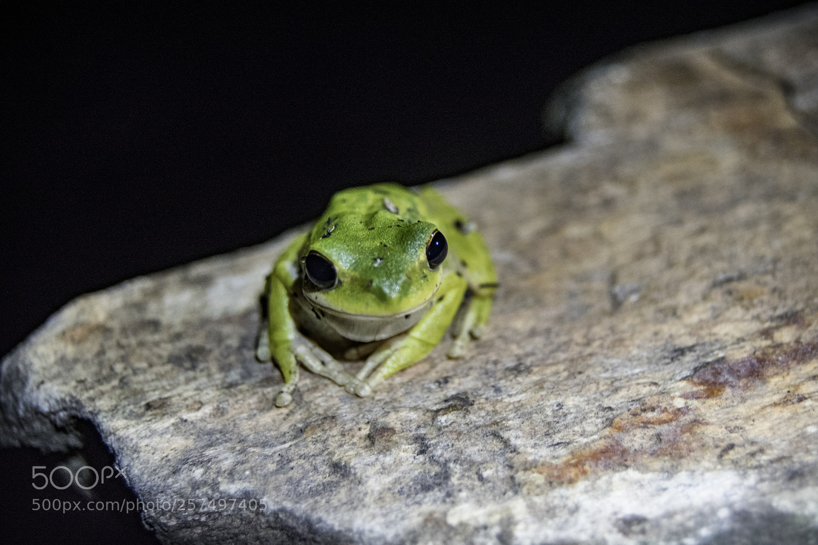 Nikon D3300 sample photo. Andina climbing frog photography