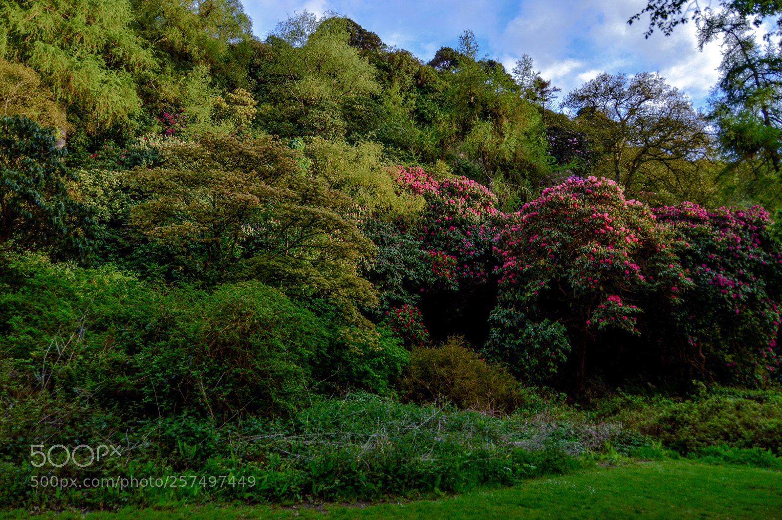 Nikon D3200 sample photo. Blooming overgrown forest photography