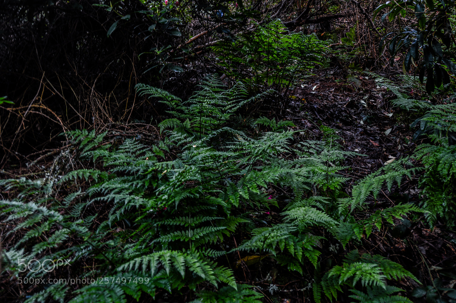 Nikon D3200 sample photo. Overgrown forest photography