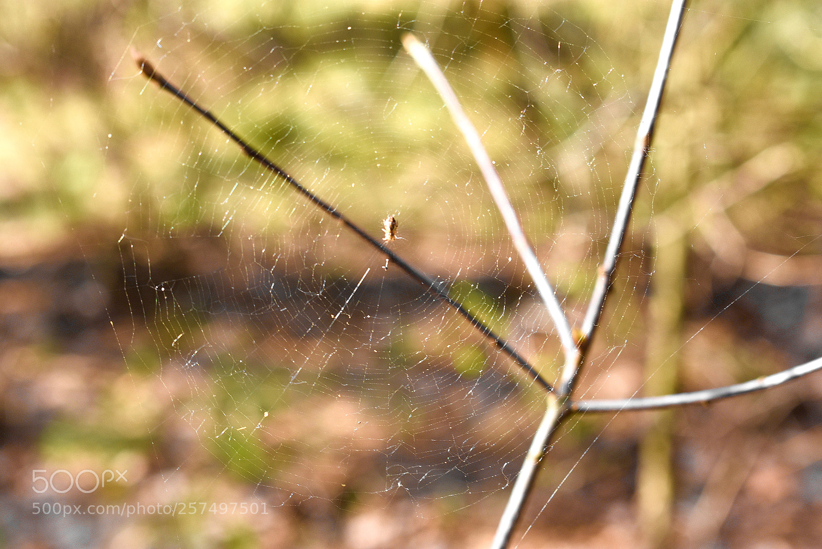 Nikon D3400 sample photo. Паучек photography