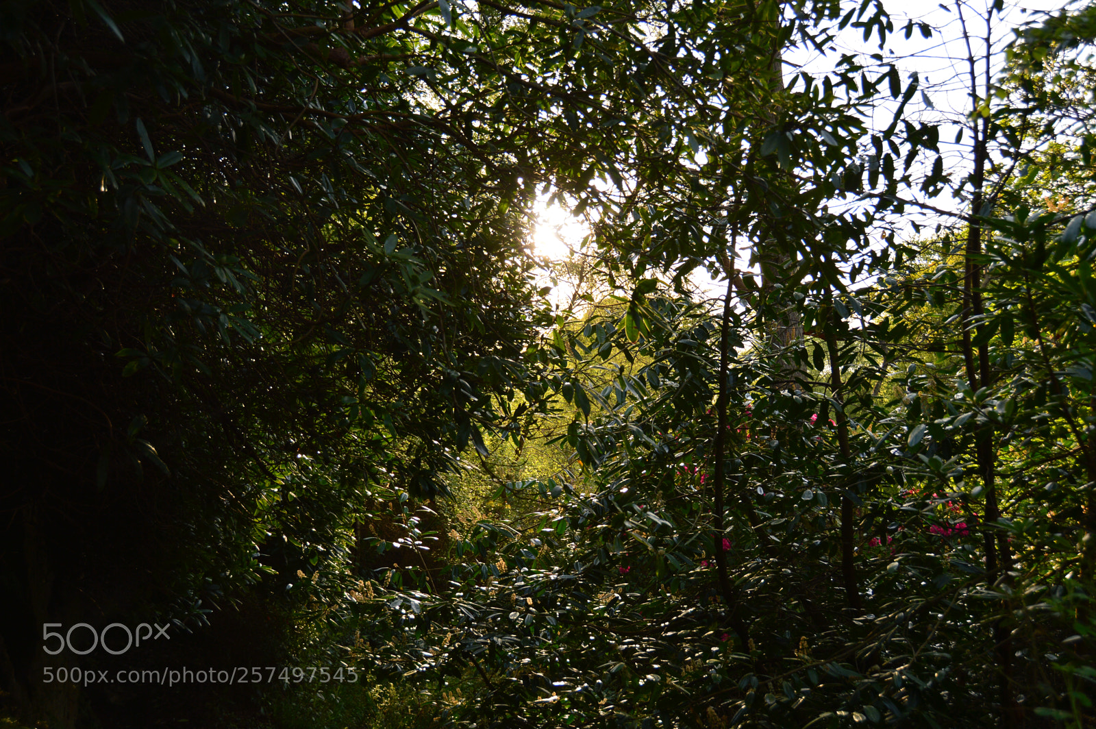 Nikon D3200 sample photo. Overgrown forest photography