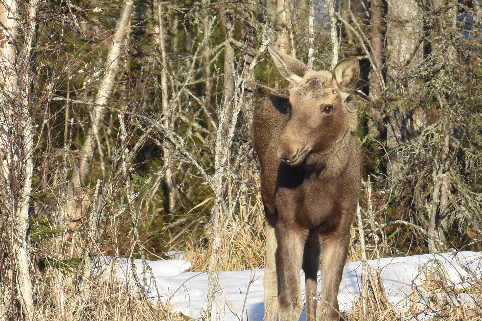Nikon D7200 sample photo. Babymoose
 photography