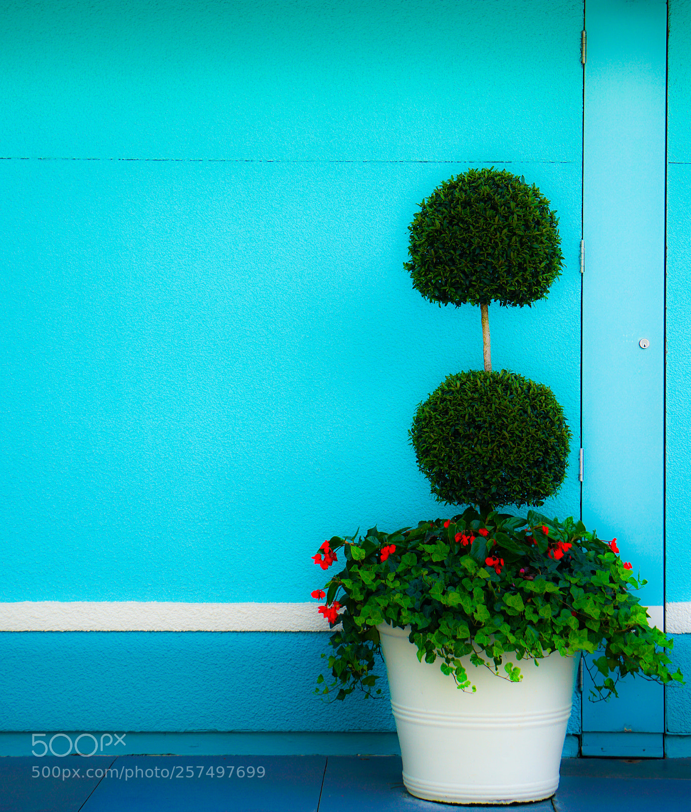 Sony a6300 sample photo. Blue plants photography