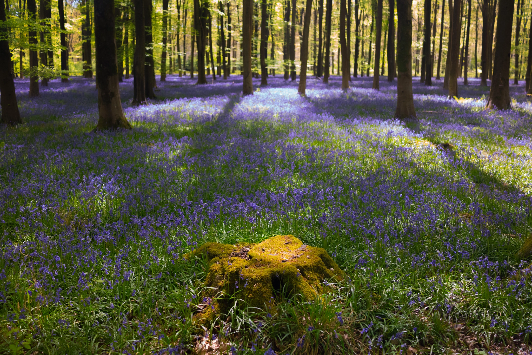 Sony Cyber-shot DSC-RX1R II sample photo. Micheldever woods, hampshire, england photography