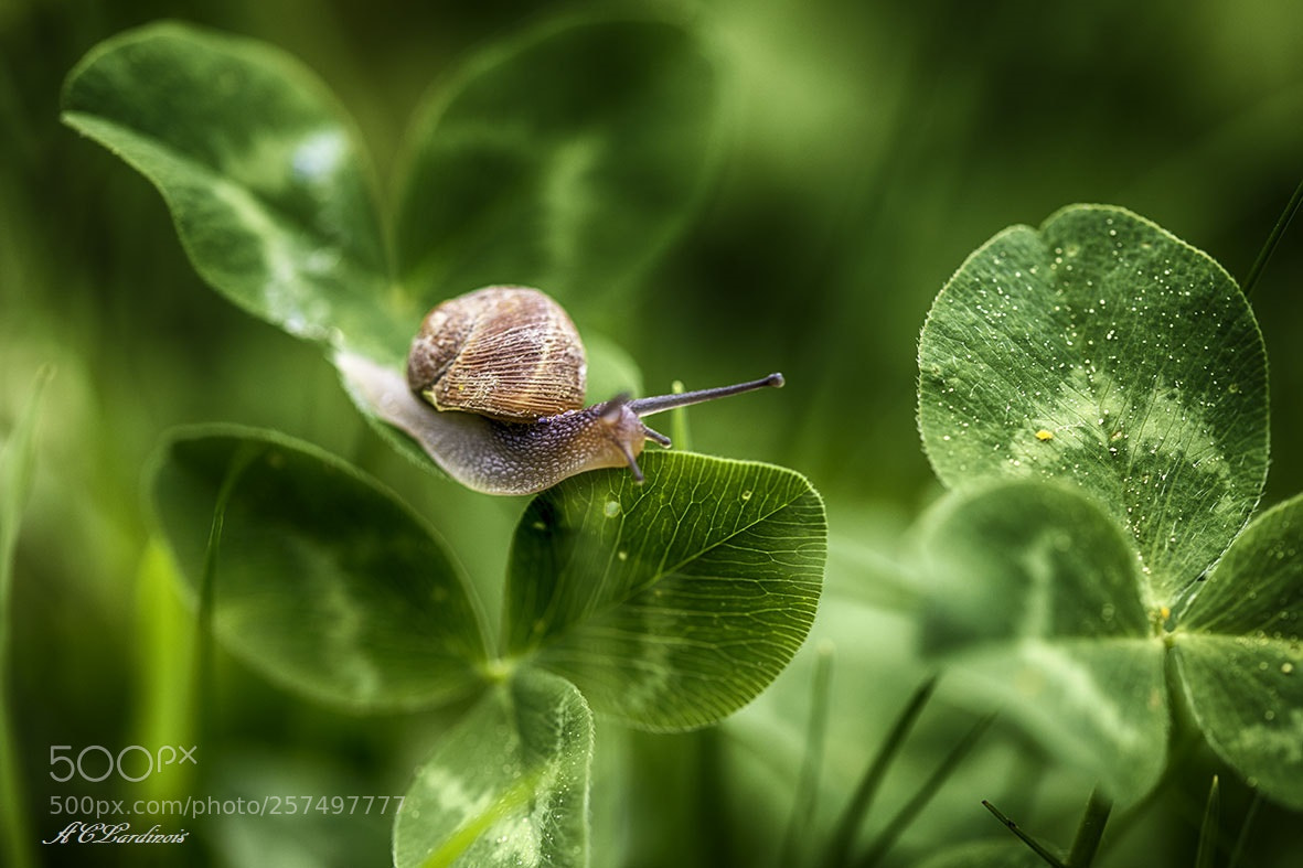 Canon EOS 5D Mark IV sample photo. Avance... photography