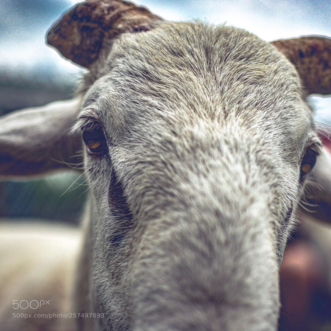 Nikon D3400 sample photo. Goat!!!! photography