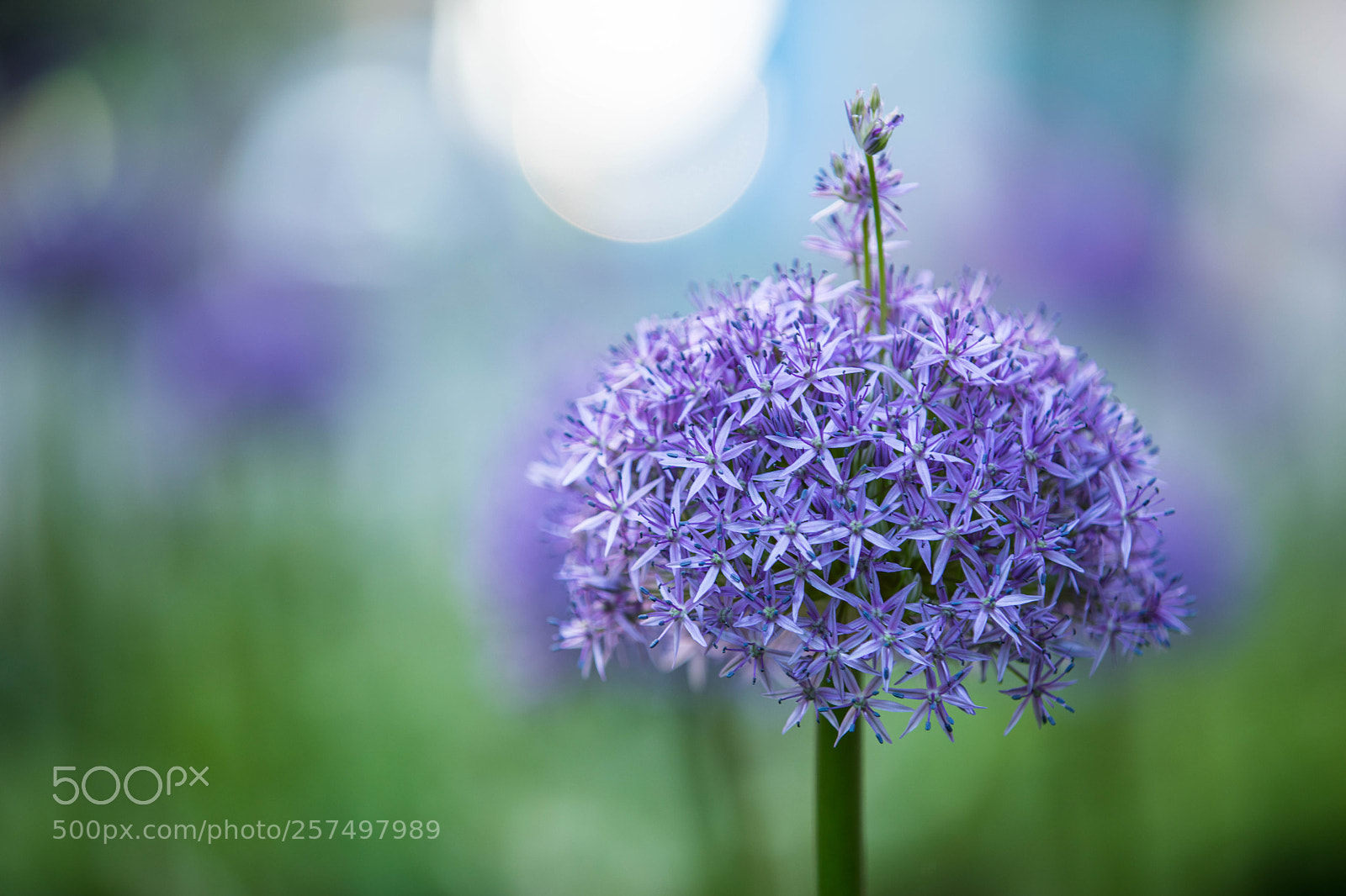 Canon EOS 5D Mark IV sample photo. Every flower is a photography