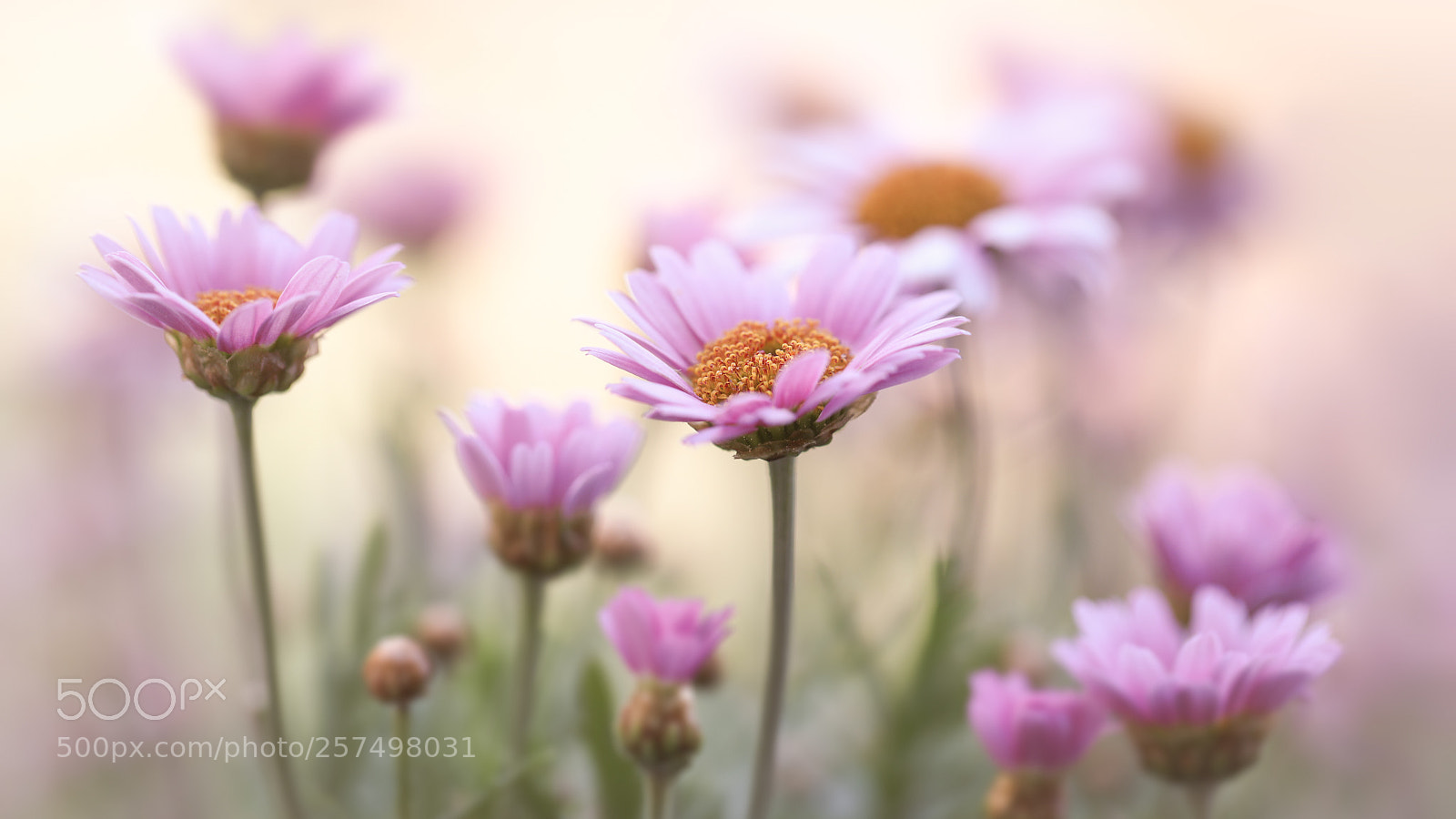 Canon EOS 5D Mark IV sample photo. Pink delicacy photography