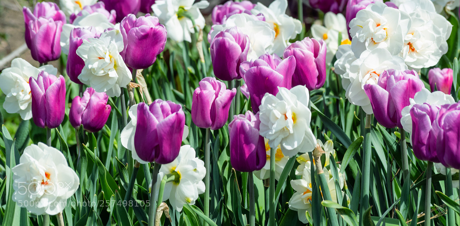 Nikon D3300 sample photo. Springtime blooms photography