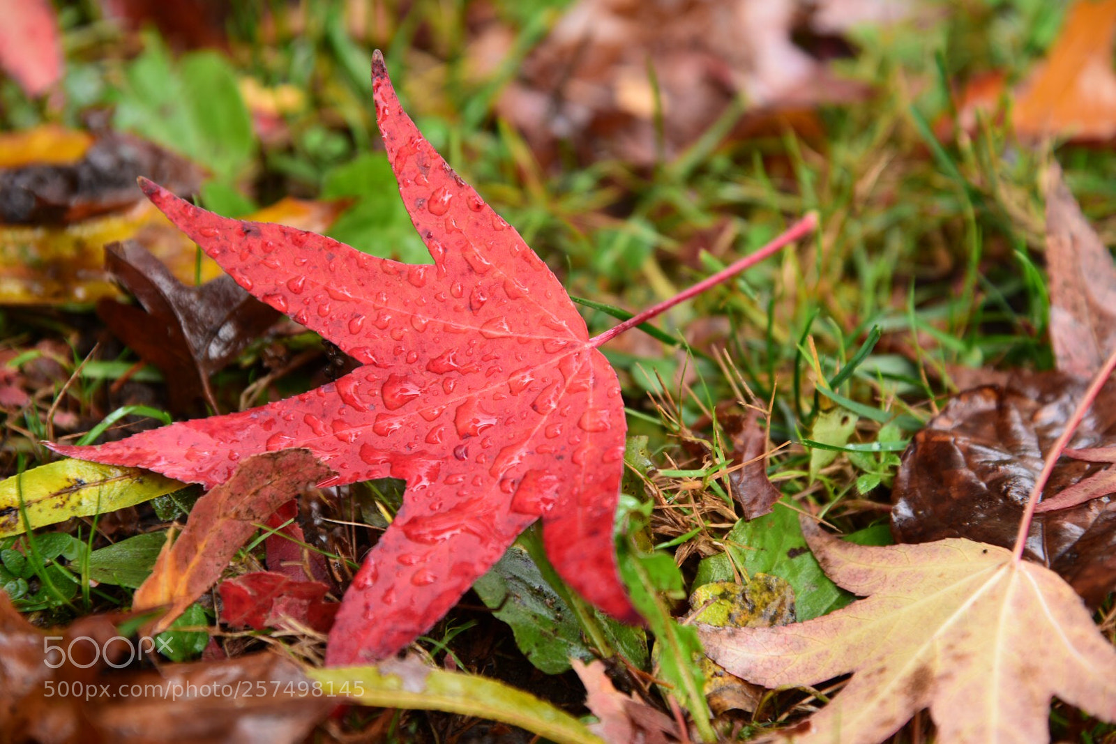 Nikon D750 sample photo. 一叶知秋 photography