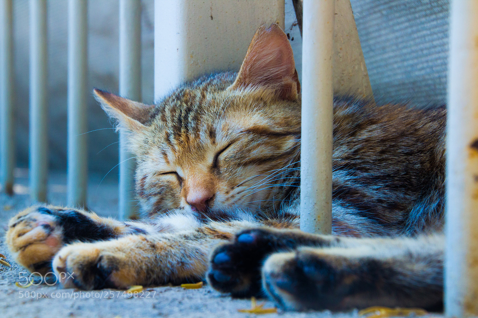 Canon EOS 600D (Rebel EOS T3i / EOS Kiss X5) sample photo. Cat photography