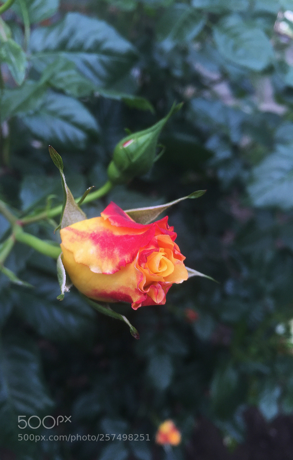 Apple iPhone 6 sample photo. Rose photography