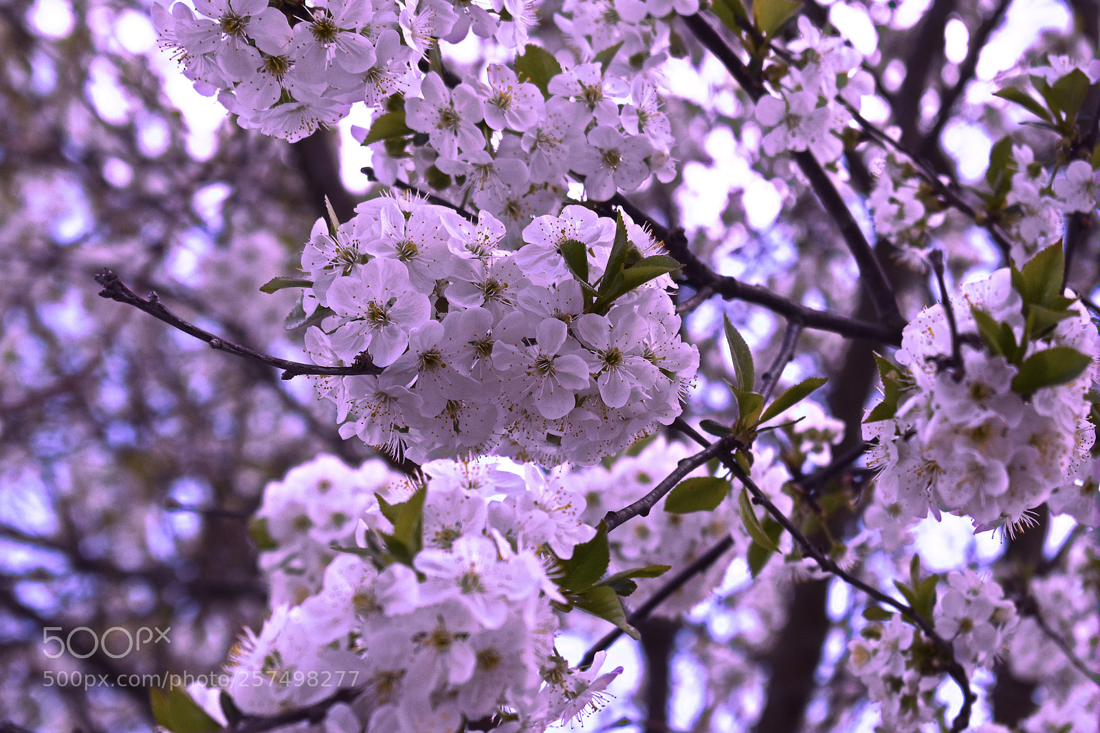 Nikon D3400 sample photo. Грозди цветов photography