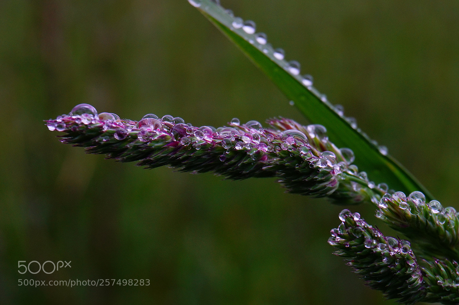 Sony Alpha a5000 (ILCE 5000) sample photo. Fields photography