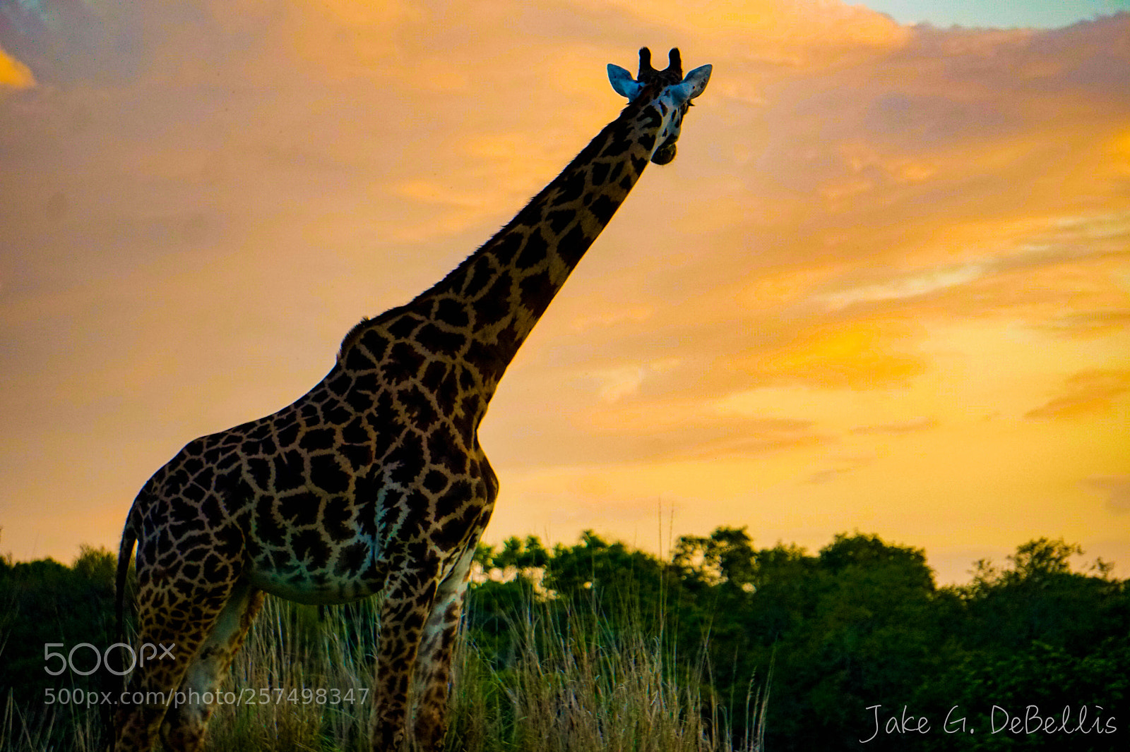 Sony a6300 sample photo. Sunset safari photography