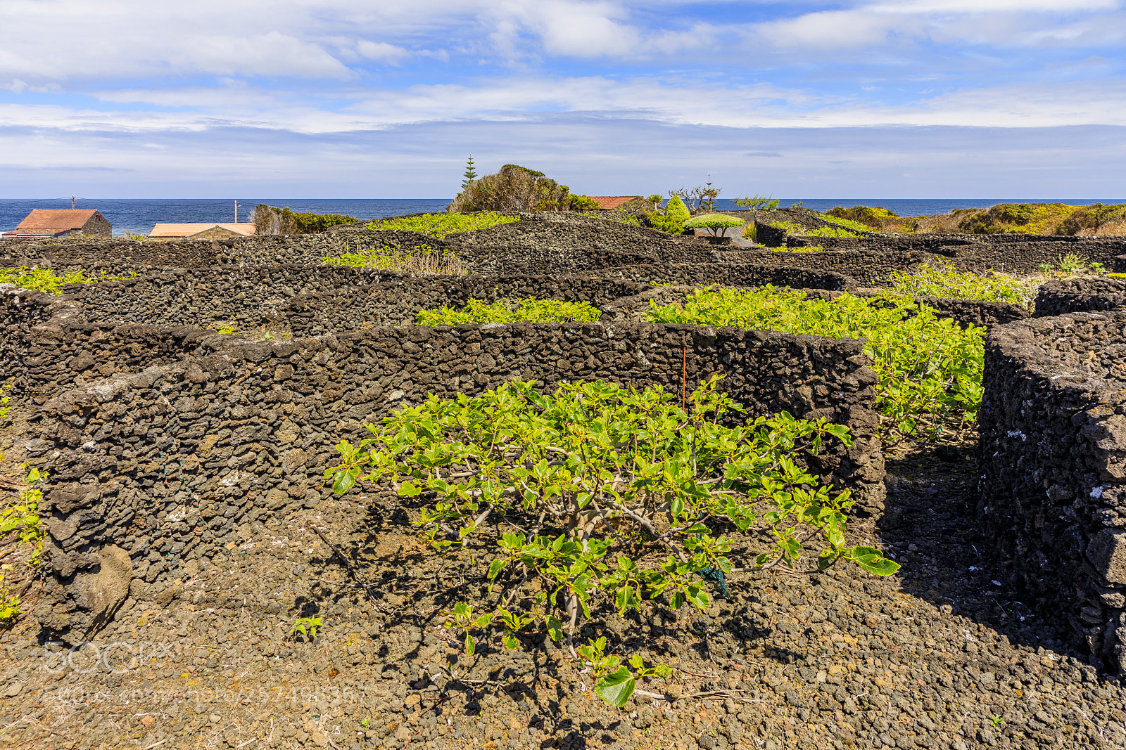 Canon EOS 5D Mark IV sample photo. A ores-pico-cais do mourato-fig photography