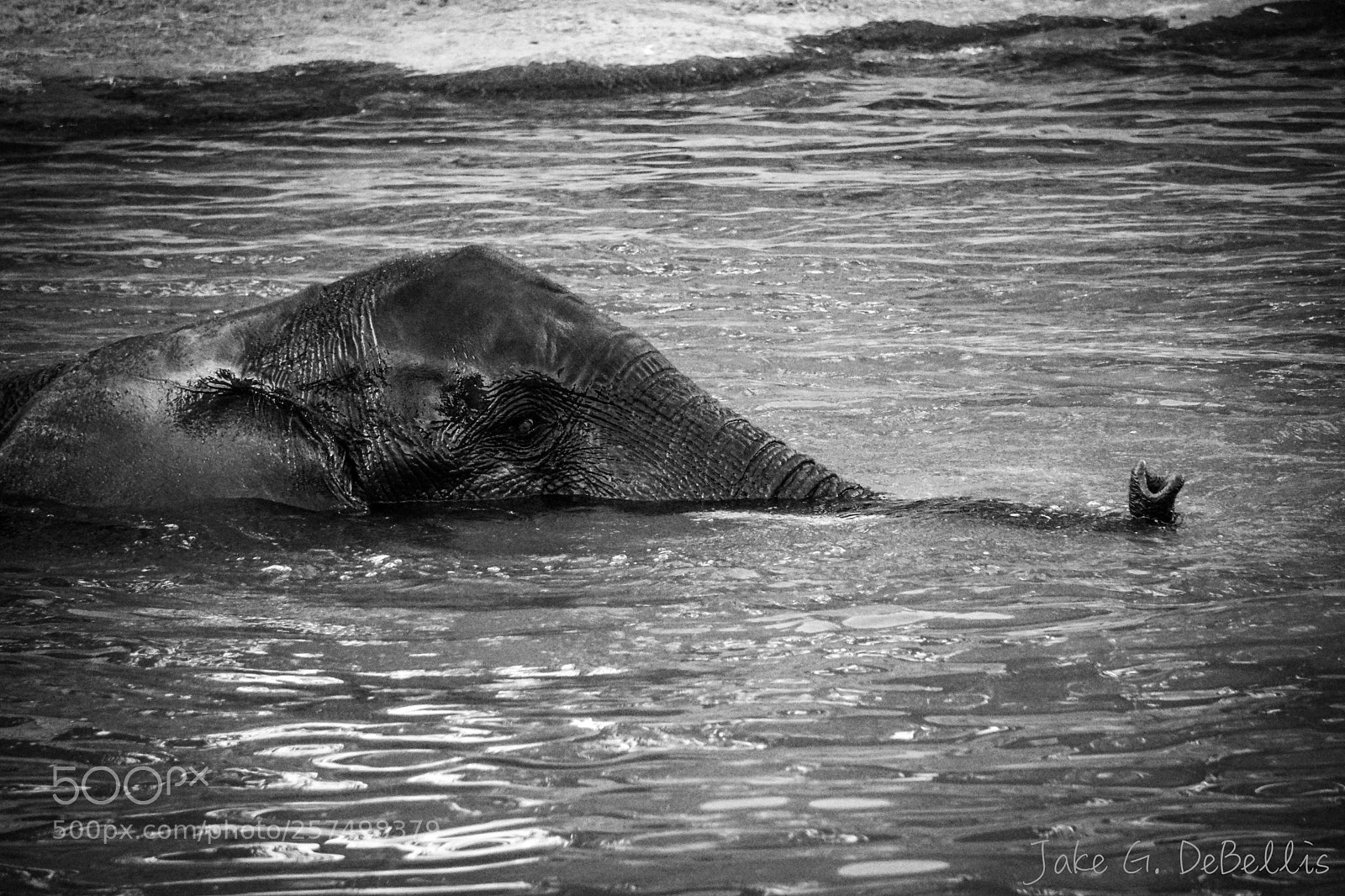 Sony a6300 sample photo. Swimming elephant photography