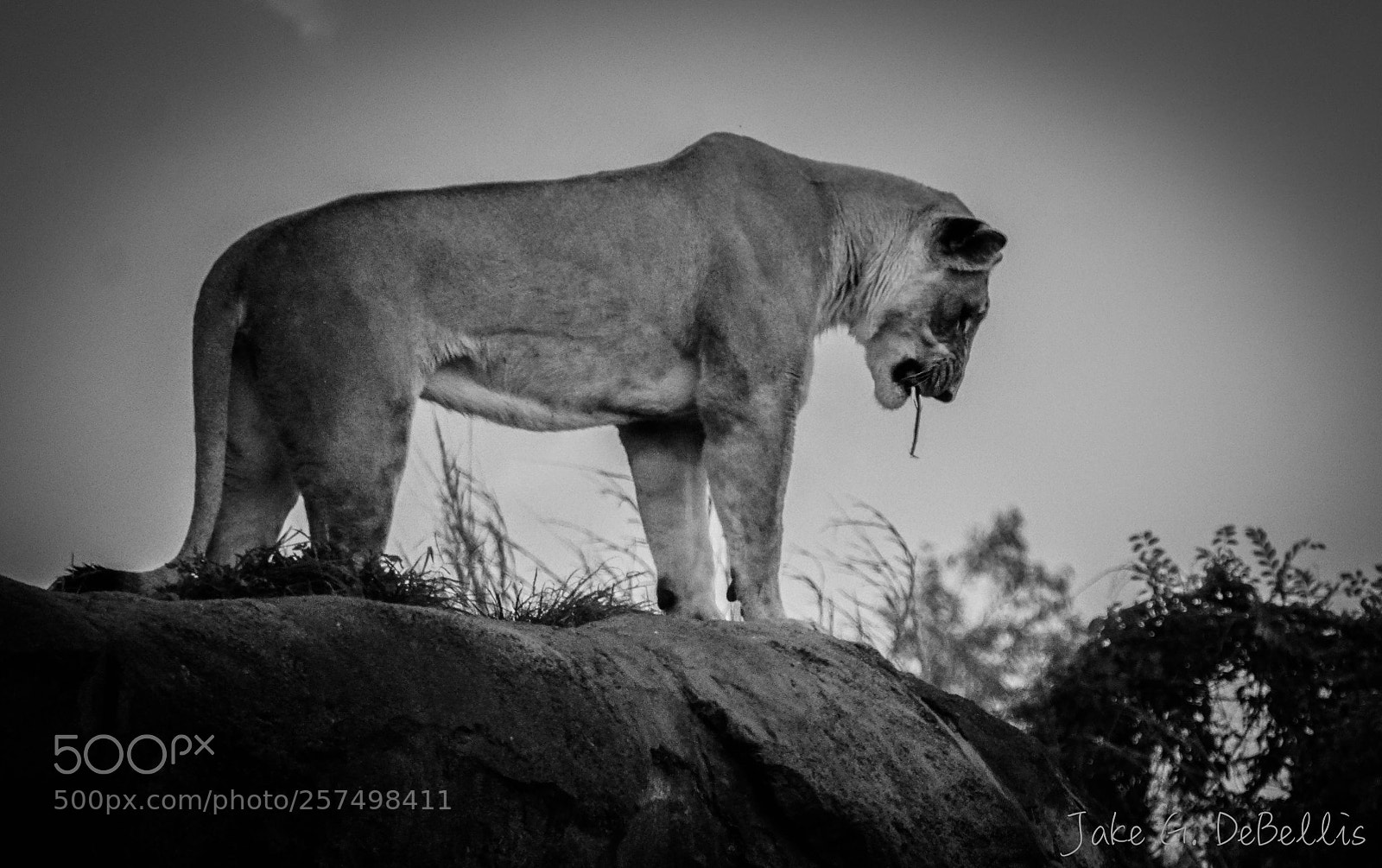 Sony a6300 sample photo. Lioness photography
