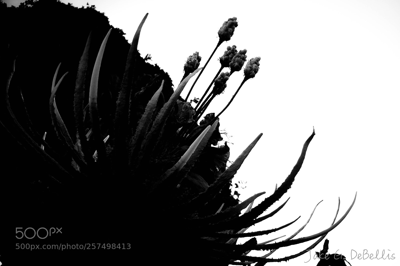 Sony a6300 sample photo. Dsc00292-2.jpg photography