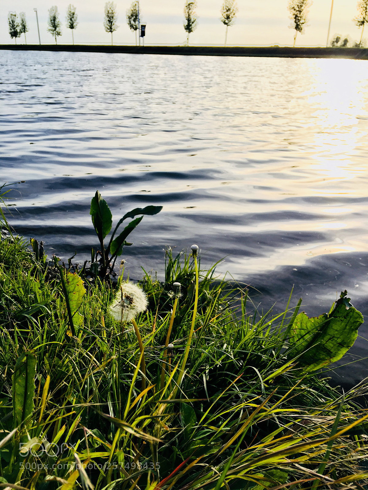 Apple iPhone 6s Plus sample photo. Untitled photography