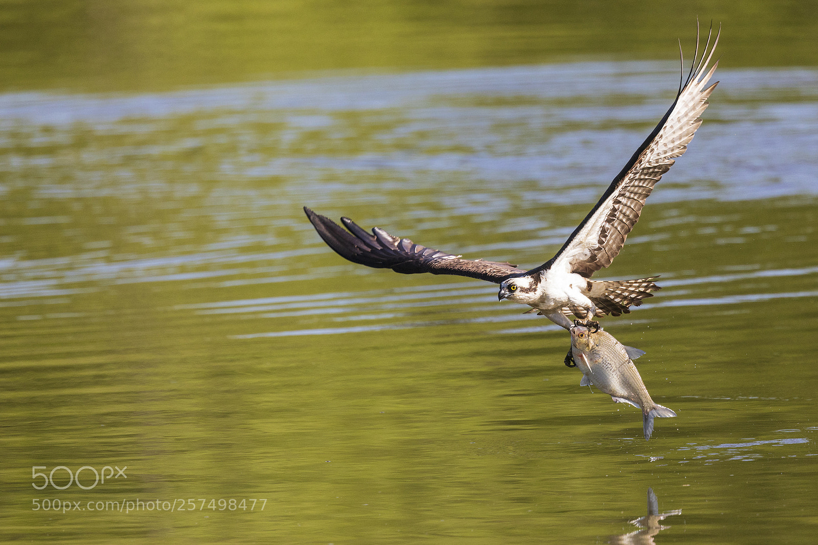 Canon EOS 5D Mark IV sample photo. Osprey with fish photography