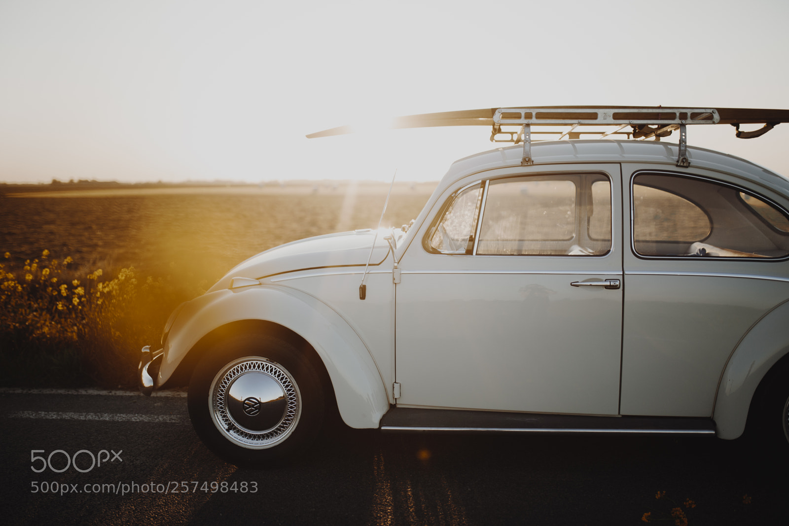 Canon EOS 6D sample photo. Beetle photography
