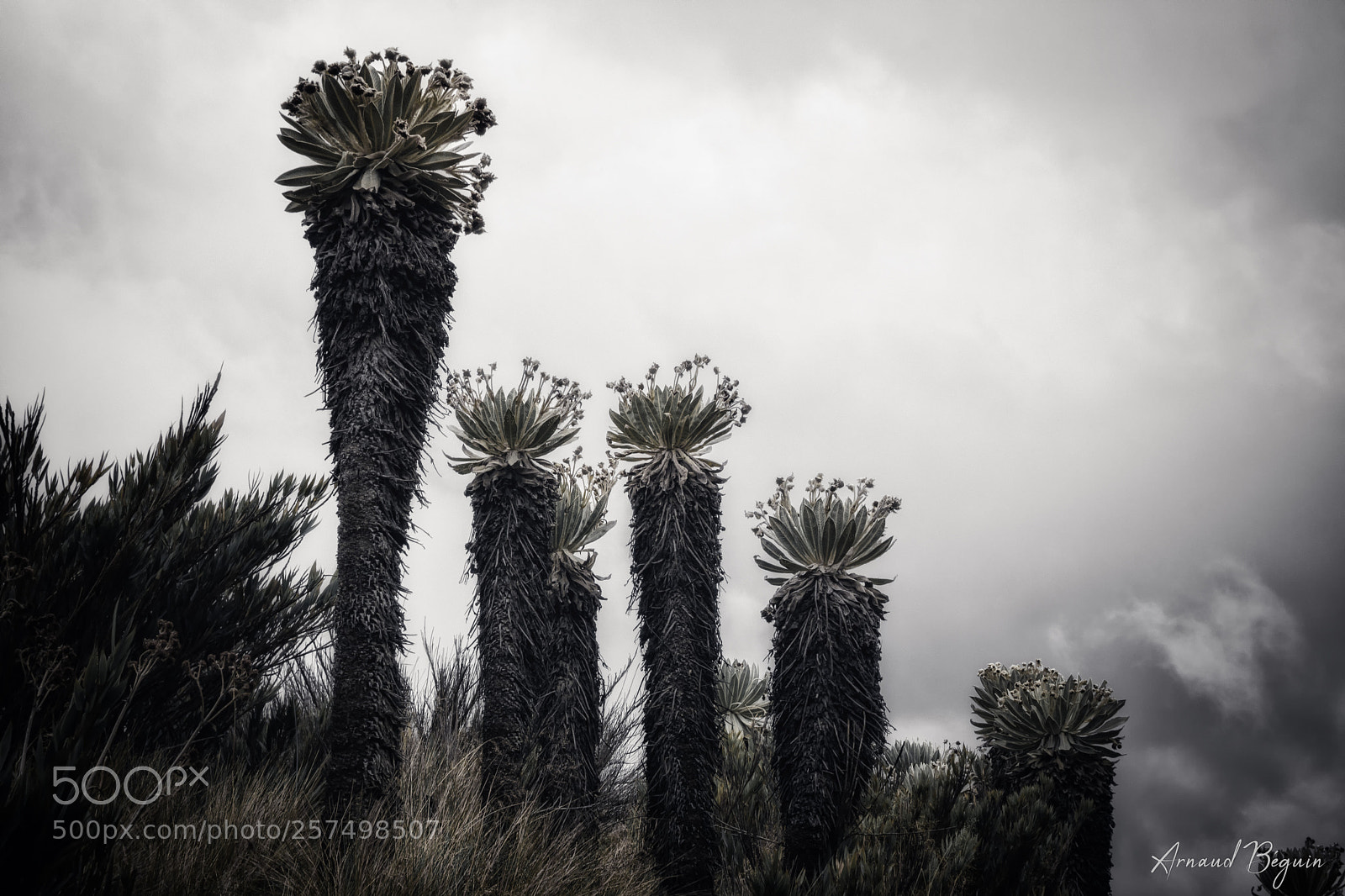 Nikon D3300 sample photo. Paramo de oceta photography
