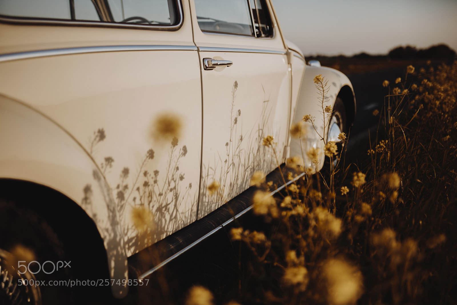Canon EOS 6D sample photo. Beetle photography