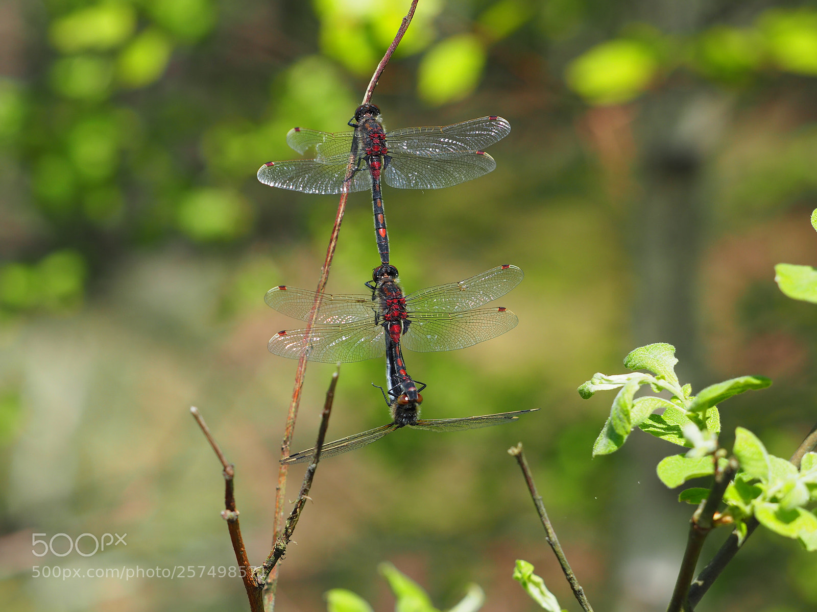 Olympus OM-D E-M5 II sample photo. Libellen-dreier photography