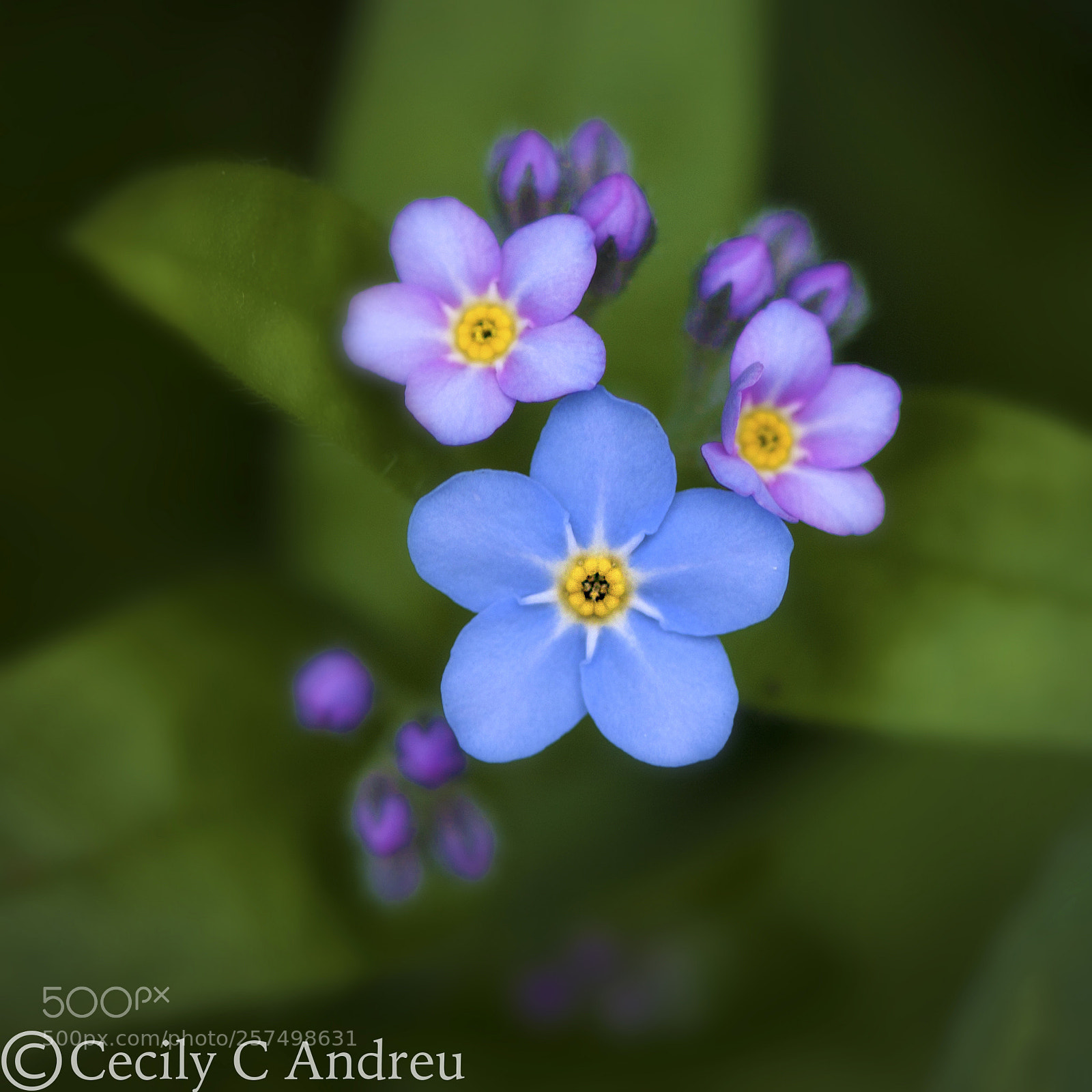 Canon EOS 40D sample photo. Forget-me-nots photography