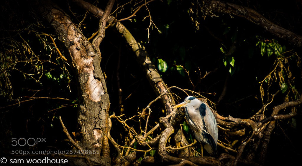 Canon EOS 70D sample photo. Untitled photography