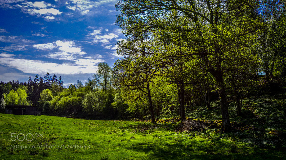 Nikon D5200 sample photo. Almost summertime. photography