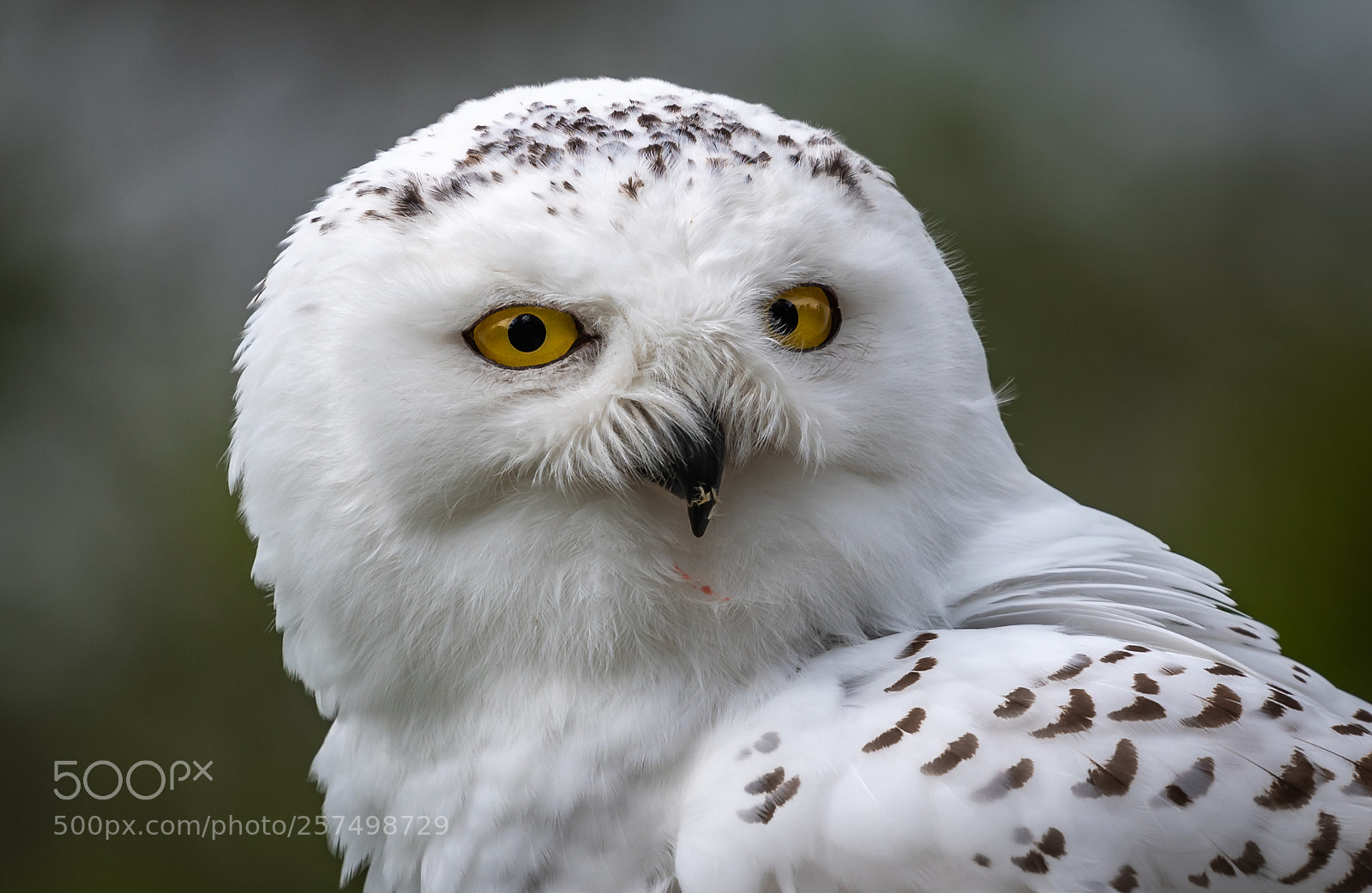 Nikon D750 sample photo. Snow owl photography