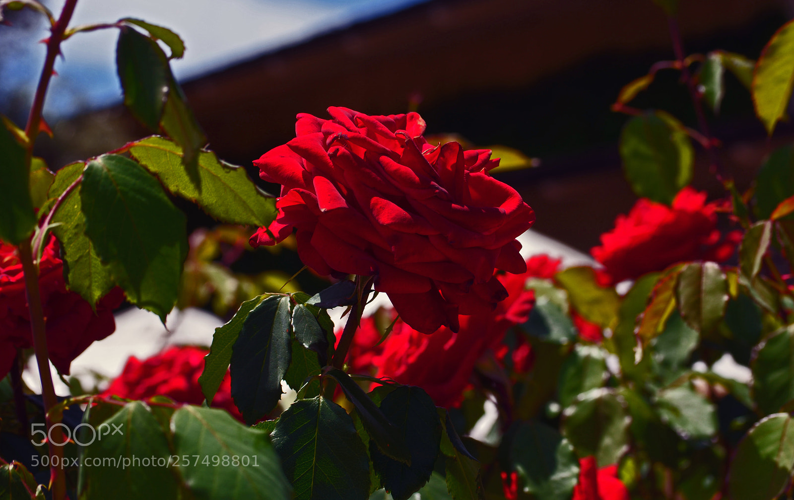 Nikon D5100 sample photo. Napa rose photography
